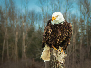 A Bald Eagle perched in front of the leafless autumn forest  in Southern Ontario, Canada.