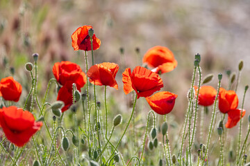 Obraz premium Wild poppies growing in Andalusia.