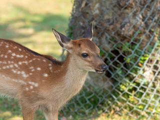 奈良公園の可愛い子鹿