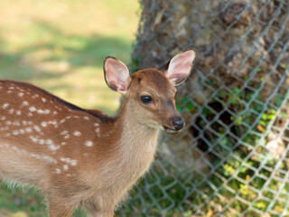 奈良公園の可愛い子鹿