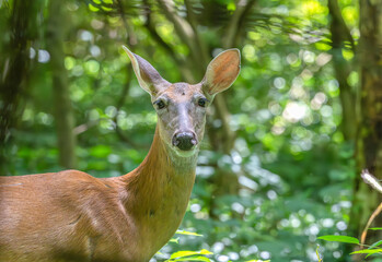 Portrait of a doe staring at the camera.