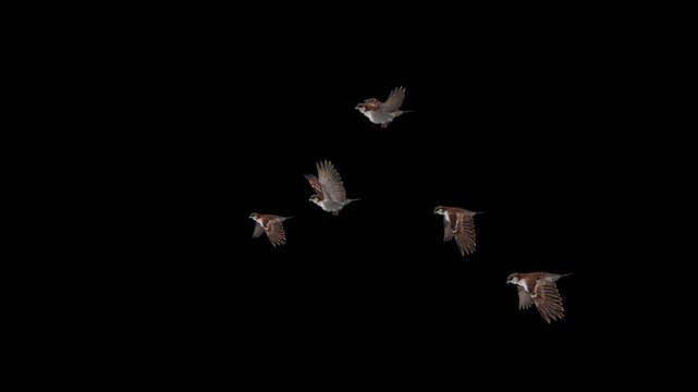 Flock of 5 Common Sparrow Birds - Flying Loop - Side View - Alpha Channel - Realistic 3D animation isolated on transparent  background 