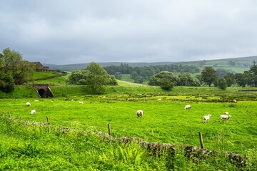 Sheeps and Farms over North Pennines, Cumbria, Durham, Northumberland, North Yorkshire, England