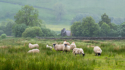 Sheeps and Farms over North Pennines, Cumbria, Durham, Northumberland, North Yorkshire, England