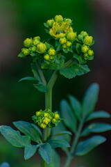 Ruda, planta fuertemente aromatizada. hojas azules y flores amarillas 