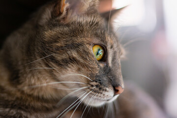 rostro de felino domestico, gato color marron y gris 