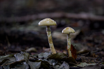 Two inedible mushrooms in the forest.