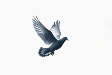 Graceful silhouette of a dove in serene light