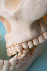 Close up of white skull teeth on blue background, high angle view