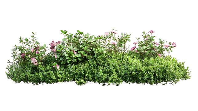 Fototapeta Cutout flower bedGarden design isolated on white background Flowering shrub and green plants for landscaping Decorative hedge High quality clipping mask : Generative AI