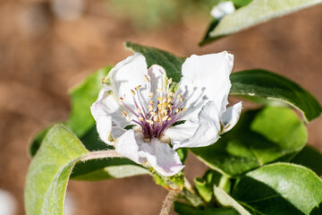 Close up of quince (Cydonia oblonga) flower