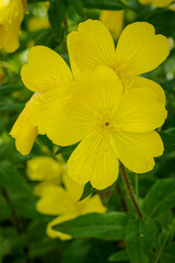 Beautiful yellow evening primrose flowers.