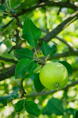 Green fruits of an apple tree on a tree.