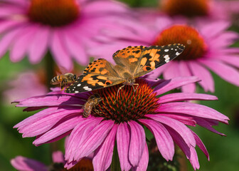 Two honeybees and a Painted Lady butterfly pollinating a pink Echinacea flower in a blooming garden.