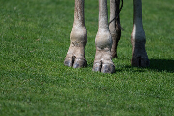 Close-up of giraffe legs outdoors in nature.