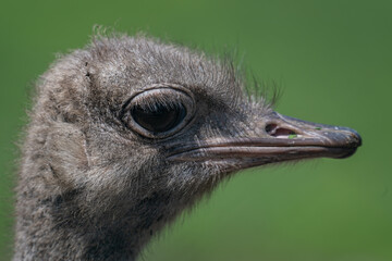 Close-up of an ostrich head outdoors.