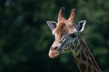 Close-up of giraffe head outdoors in nature.