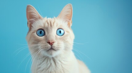 Blue-eyed white cat against blue backdrop staring at the camera, close-up of head isolated on blue with copy space.
