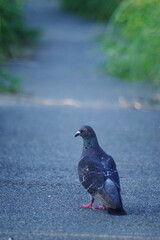 アスファルトを歩く鳩