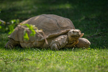 Giant tortoise outdoors in nature.