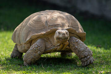 Giant tortoise outdoors in nature.