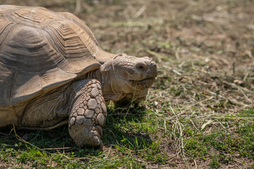 Close-up of the head of a giant tortoise outdoors.
