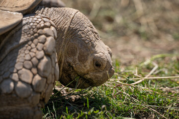 Close-up of the head of a giant tortoise outdoors.