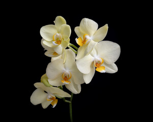 Orchid Flowers on Black Background