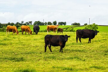 Cows and Farms in Yorkshire Dales National Park, North Yorkshire, England
