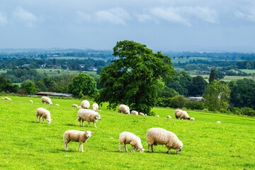 Sheeps and Farms in Yorkshire Dales National Park, North Yorkshire, England