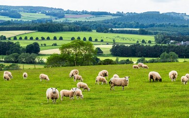 Sheeps and Farms in Yorkshire Dales National Park, North Yorkshire, England
