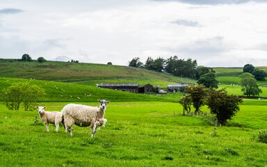 Sheeps and Farms in Yorkshire Dales National Park, North Yorkshire, England