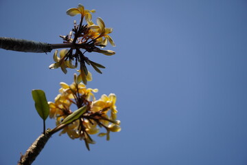 Yellow Frangipani flowers against blue sky background. Plumeria flowers bloom in summer season at the garden.