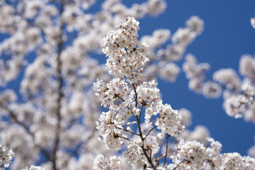 White blossom flower pattern. Flower pattern for spring background. Nature background. Flower pattern. Flower pattern design.