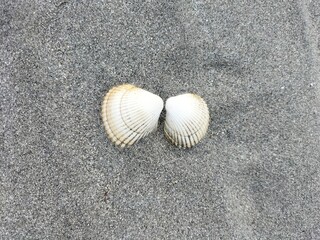 shells on the beach