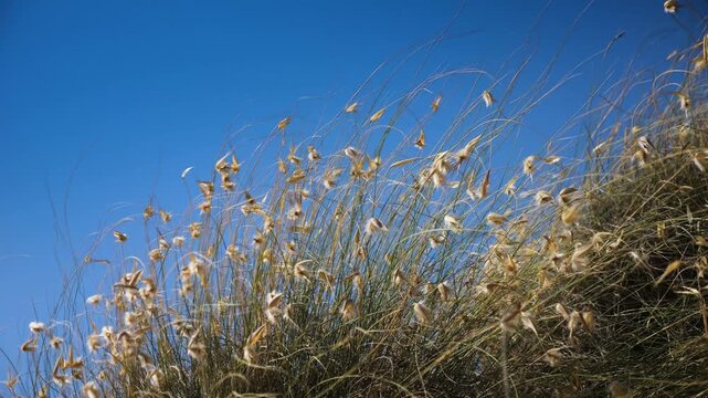 Blades of grass moving in slow motion in the wind in summer