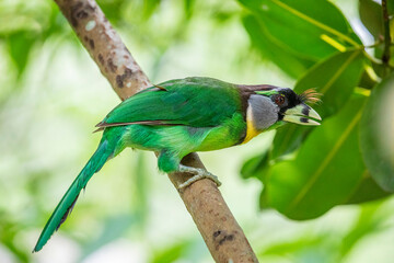 The fire-tufted barbet (Psilopogon pyrolophus) is a species of bird in the Asian barbet family Megalaimidae. It is native to Peninsular Malaysia and Sumatra.
