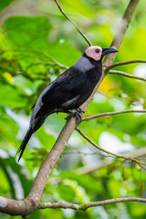 The coleto is endemic to the Philippines. 
Its natural habitats are subtropical or tropical dry forest, subtropical or tropical moist lowland forest, and subtropical or tropical moist montane forest.
