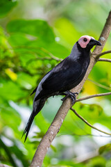The coleto is endemic to the Philippines. 
Its natural habitats are subtropical or tropical dry forest, subtropical or tropical moist lowland forest, and subtropical or tropical moist montane forest.
