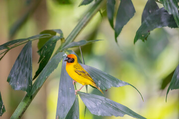 The vitelline masked weaver (Ploceus vitellinus) is a species of bird in the family Ploceidae. It is found in western, central and eastern Africa.