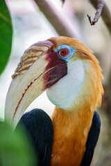 The Male Blyth's hornbill (Rhyticeros plicatus) is a large hornbill inhabiting the forest canopy in Wallacea and Melanesia.
Its local name in Tok Pisin is kokomo.