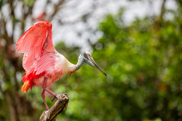 The roseate spoonbill is a gregarious wading bird of the ibis and spoonbill family. 
It is a...