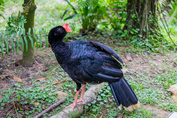 The razor-billed curassow (Mitu tuberosum) is a species of bird in the family Cracidae, the chachalacas, guans, and curassows. It is found in Bolivia, Brazil, Colombia, and Peru