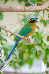 The Amazonian motmot (Momotus momota) is a colorful near-passerine bird in the family Momotidae. It is found in the Amazon lowlands and low Andean foothills.