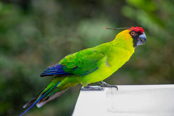 The horned parakeet (Eunymphicus cornutus) is a medium-sized parrot endemic to New Caledonia. It is called 