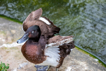 The roseate spoonbill is a gregarious wading bird of the ibis and spoonbill family. 
It is a resident breeder in South America.
Adults have a bare greenish head and a white neck, back and breast. 