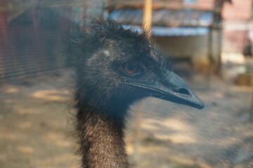 Emu Dhaka Zoo, Bangladesh