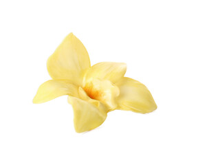 Beautiful yellow vanilla flower on white background