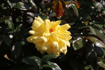 Obraz premium 秋の薔薇。イエロー・ジャイアント。