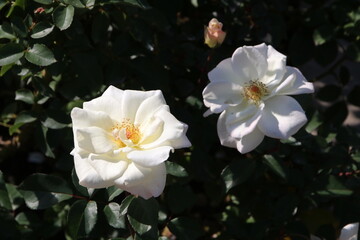 秋の薔薇。サラトガ。